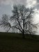 Asi 370 let starý strom